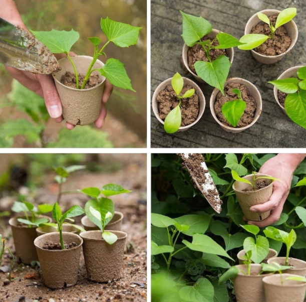 Biodegradable Plant Pots